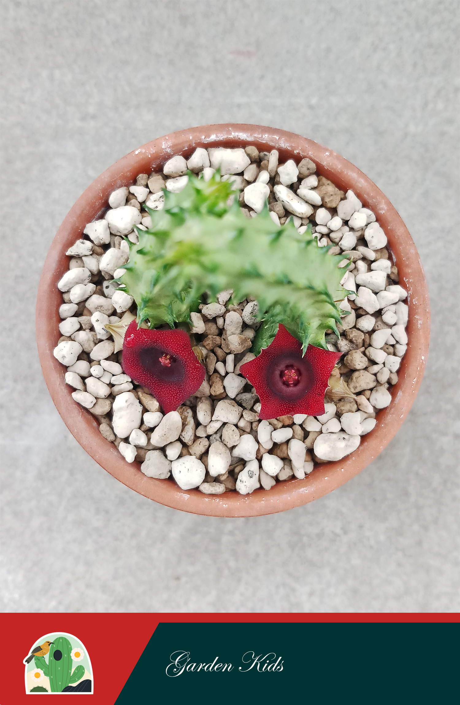 Xương rồng sao biển hoa đỏ (Huernia Schneideriana)
