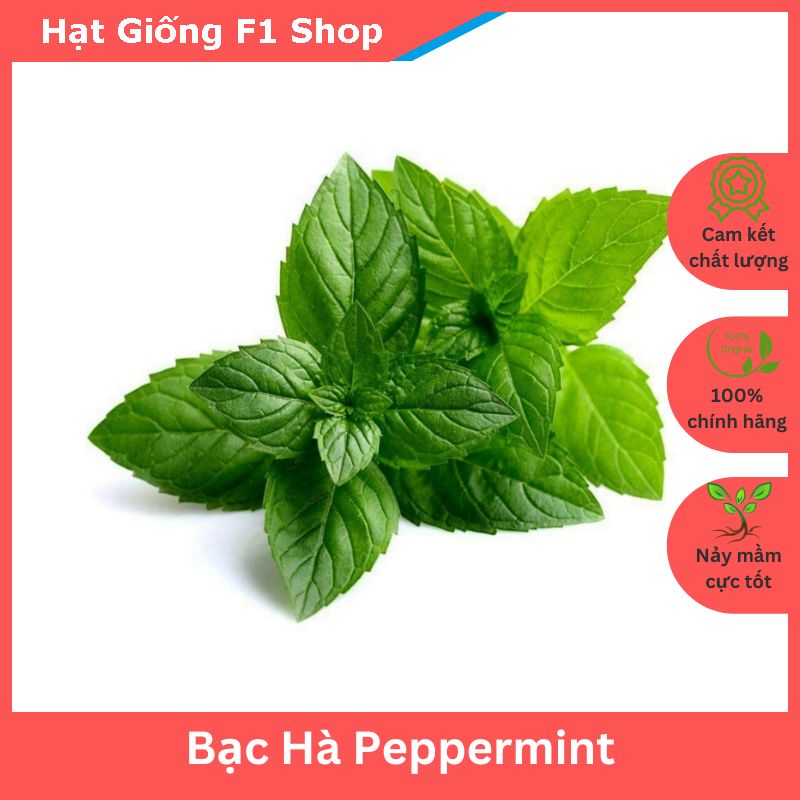 Hạt Giống Bạc Hà Âu Peppermint