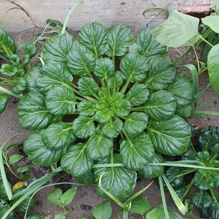 [Seeds] Hat giống Cải hoa hồng, đóng gói 2gr