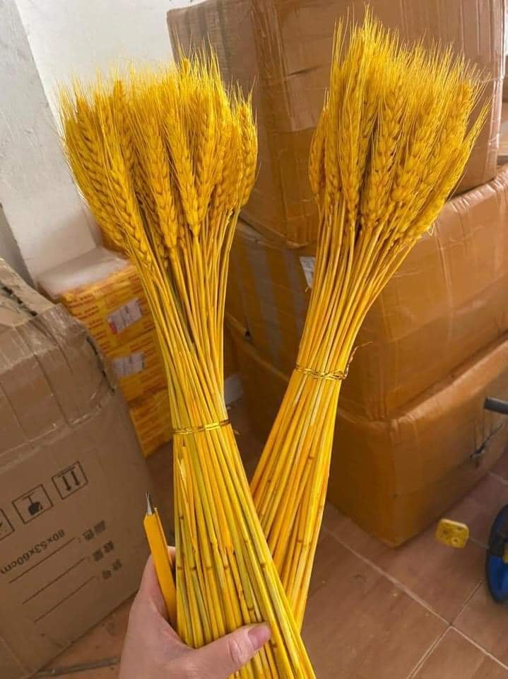 [CÓ QUÀ TẶNG] 100 Bó Hoa Bông Lúa Mạch Khô Decor Trang Trí