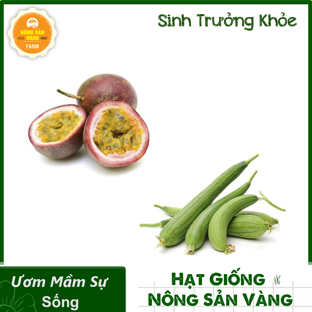 MBO 2 seeds vines (passion fruit-flavor loofah) plant growth grow healthy, disease resistance good, cultivated around five-shallow gold