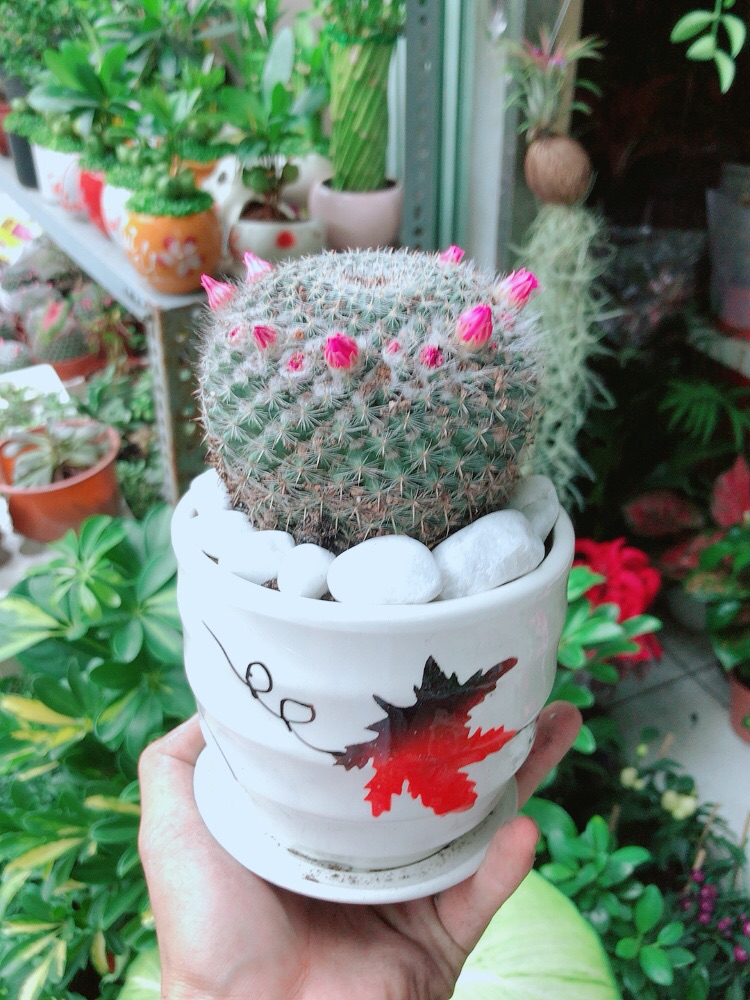 Chậu Xương Rồng Nở Hoa