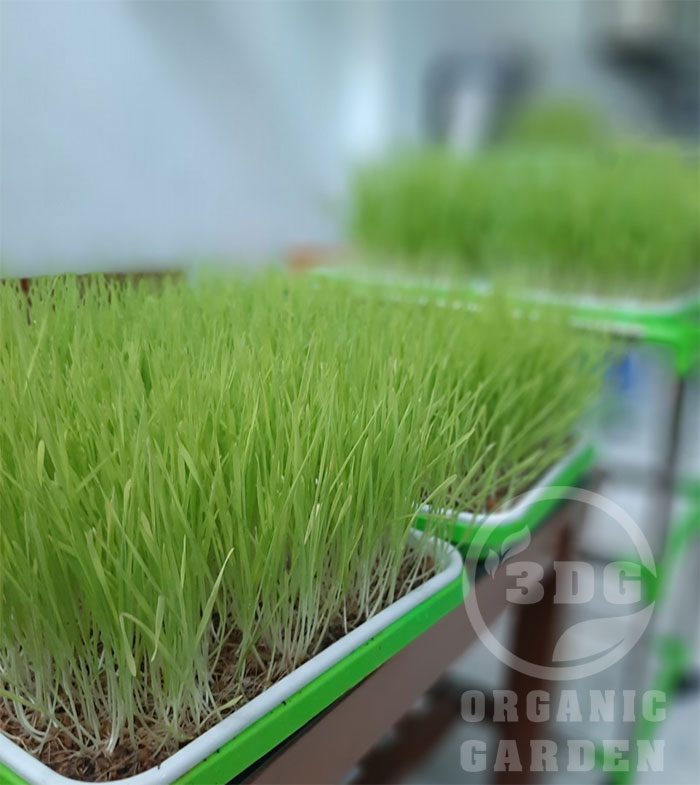 0.5KG HẠT GIỐNG CỎ LÚA MÌ ITALY NÂU ĐỎ