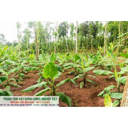 Cây Giống Chuối Tiêu Hồng