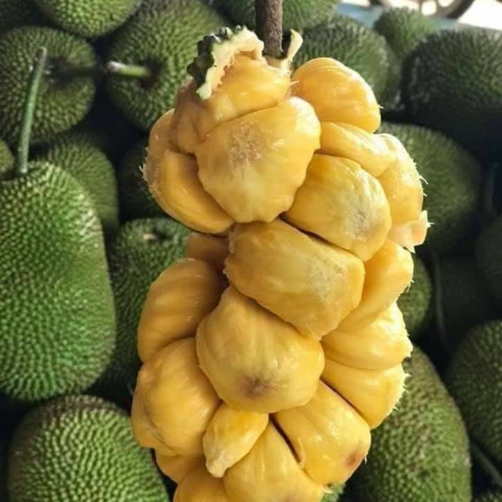 CÂY GIỐNG MÍT TỐ NỮ