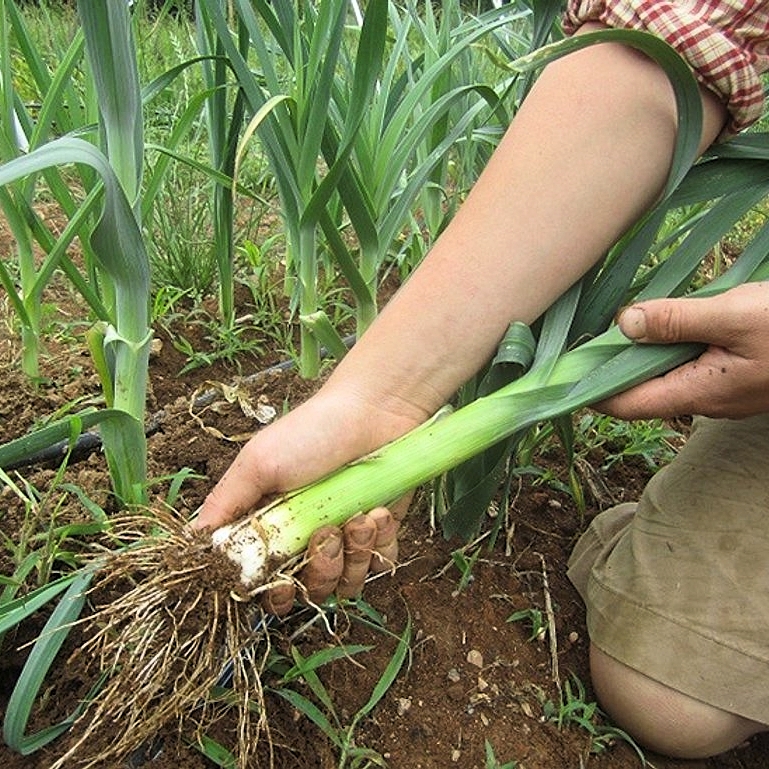 Poireau (Leek) Seeds (Rado 642) 1gr Package