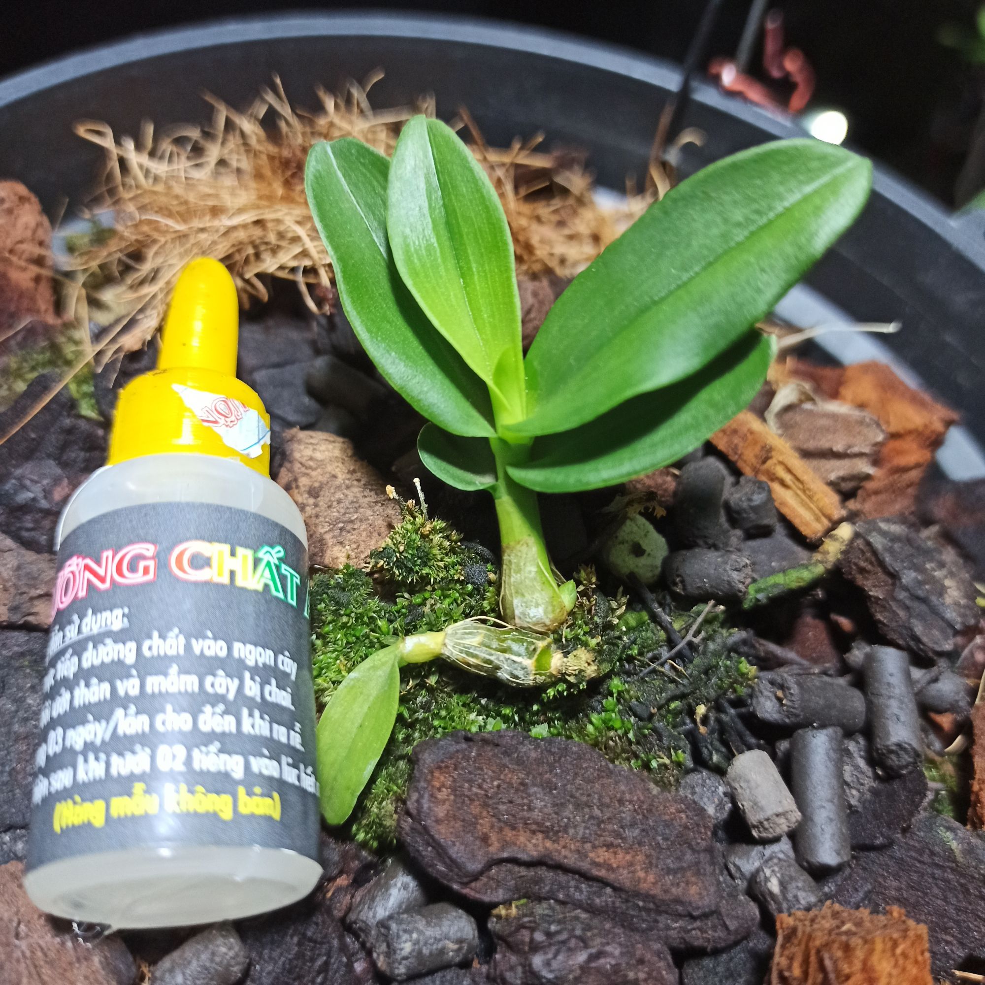 Dưỡng chất AB - phục hồi mầm bị sốc th uốc kích, đèo đẹt chai không mở lá, chai không ra rễ của vườn mình