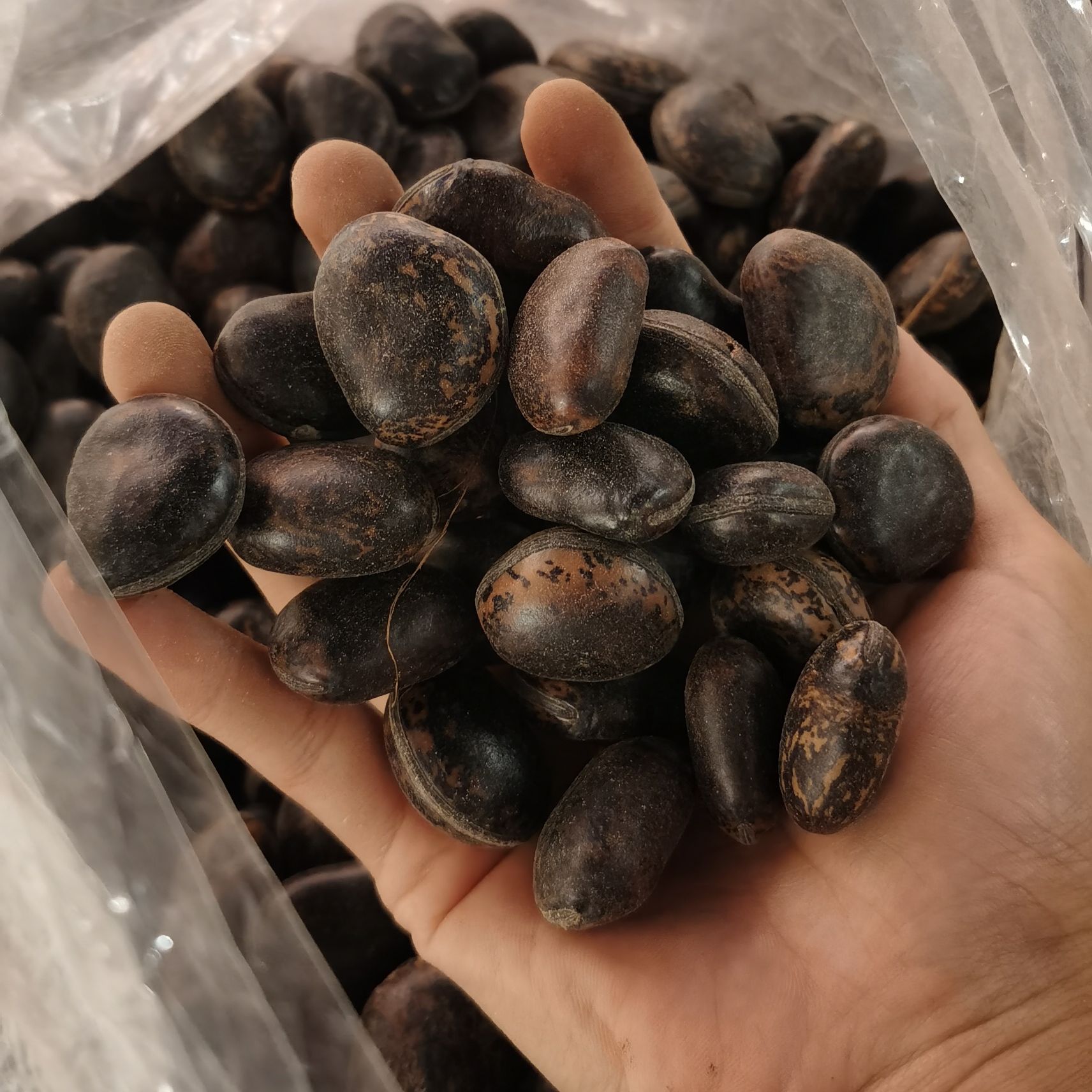 Hạt Đậu Lào, Hạt Hút Nọc Độc (500gram) - Đặc Sản 27