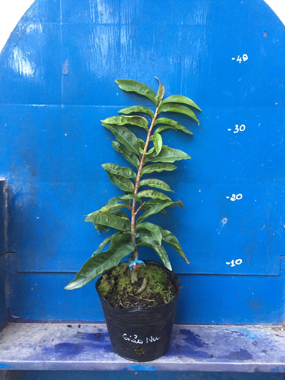 Mai Giảo Nu ( Xù )