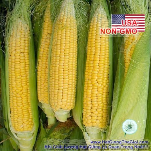 [HCM]BỘ 5GÓI 5Gr Hạt Giống Bắp Mỹ Bantam (A1.404| A7*W54)