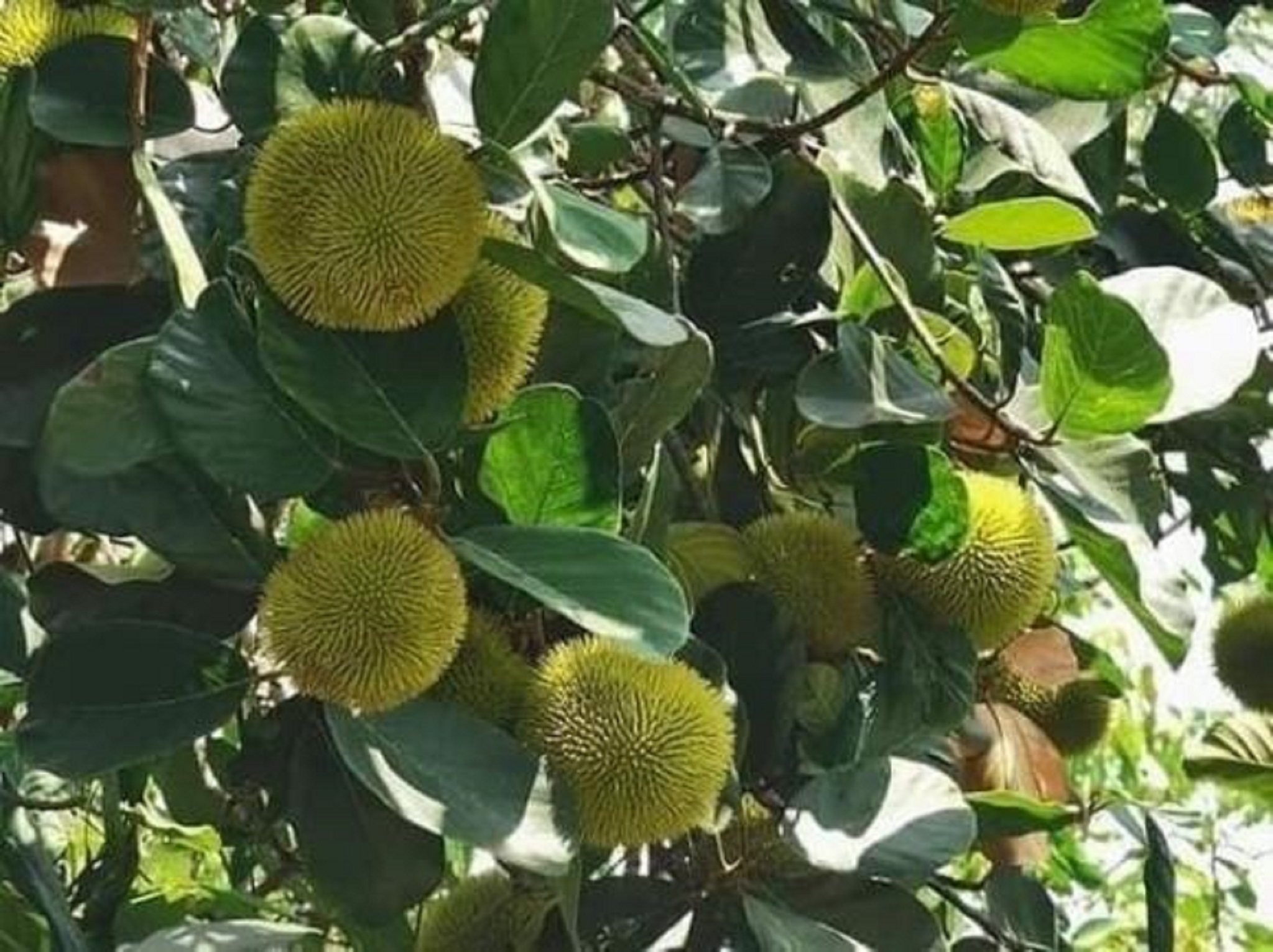 CÂY GIỐNG MÍT SIÊU TRÁI ẤN ĐỘ [CÂY GHÉP TRƯỞNG THÀNH]