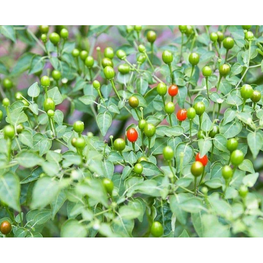 Hạt Giống Ớt Tiêu Siêu Cay Chiltepin