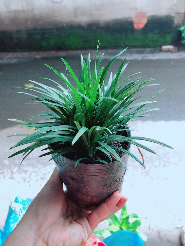 Bụi Cỏ Gấu