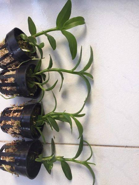 Phi điệp 5ct ho hàng giống