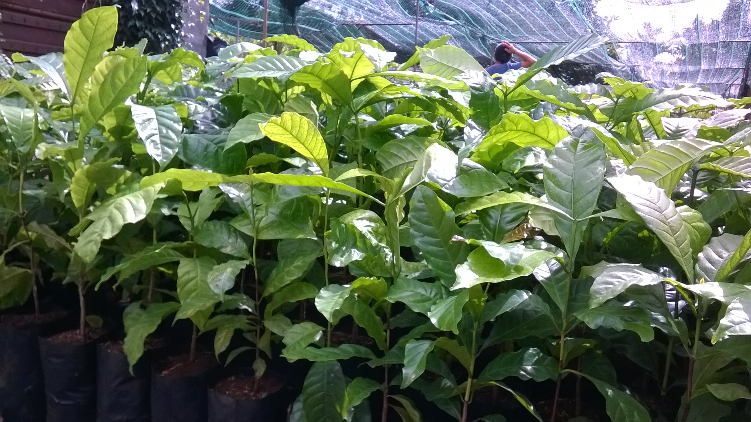 Cây giống Cà Phê TR4 bầu to(CÂY GHÉP cây cao đẹp như hình ).