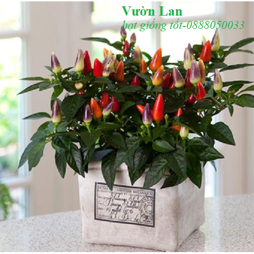 Hạt Giống Ớt Ngũ Sắc 30 Hạt