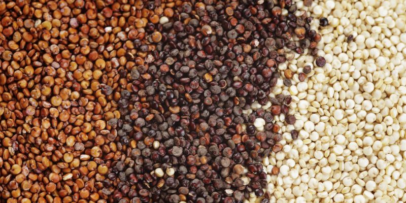 Hạt diêm mạch Quinoa - Thức ăn hamster