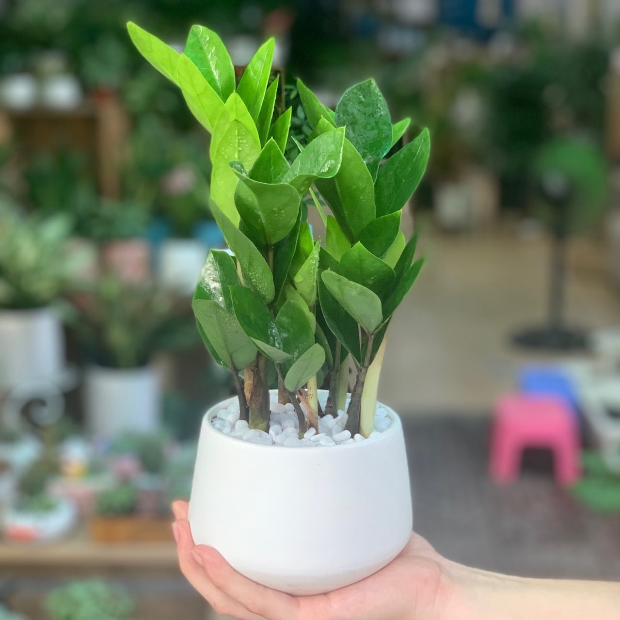 Cây kim tiền - cây kim tiền tài lộc để bàn - cây kim tiền tài lộc - cây kim tiền tài lộc để bàn thờ - cây kim tiền tài lộc phong thủy - cây kim phát tài - cây để bàn - cây để bàn làm việc - cây để bàn phong thủy