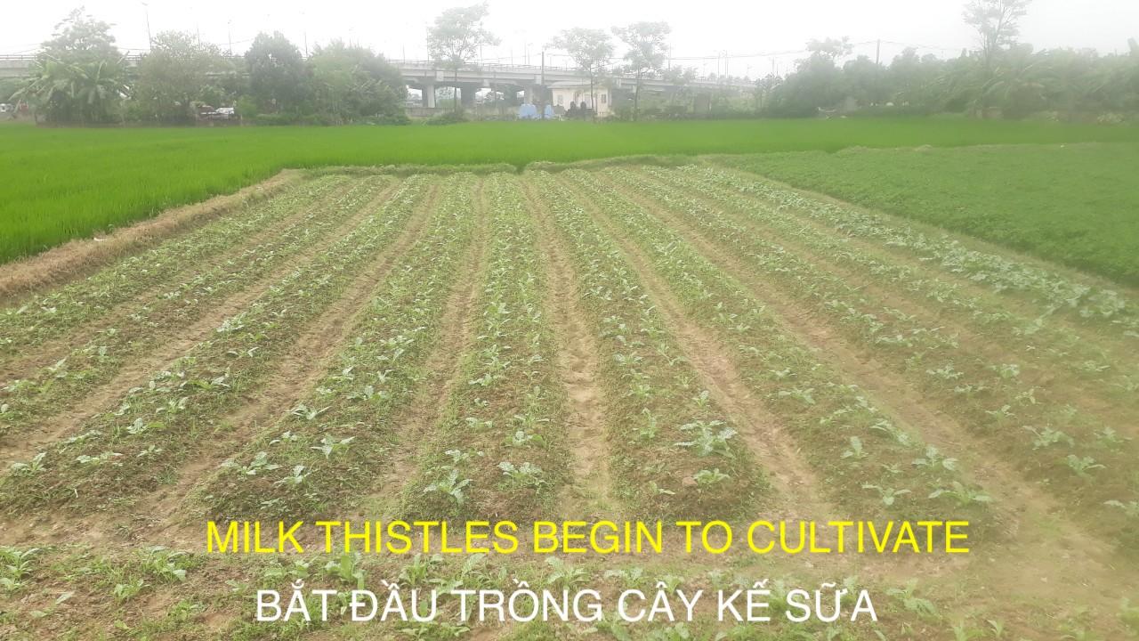 Trà  thảo mộc túi lọc Silymarin Ogatea
