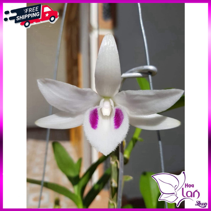 Lan Phi Điệp *Mua 3 Tặng 1* 5ct Phú Thọ  [ Cây Giống ]