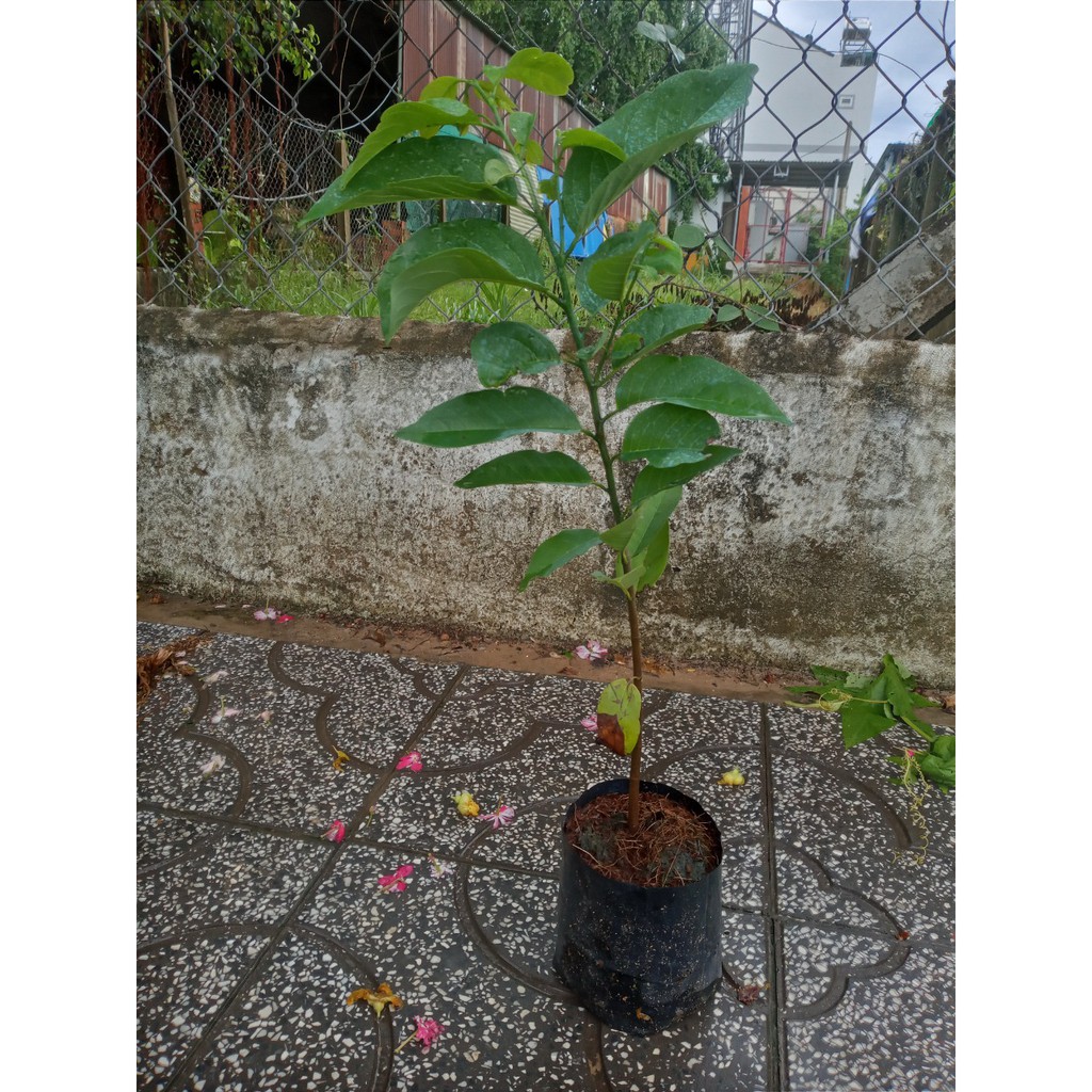 Cây mãng cầu ta núi bà đen tây ninh