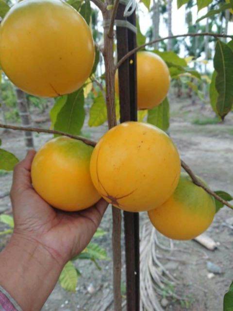 Vú sữa Hoàng Kim...(giống mới)