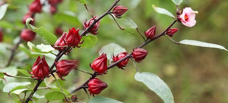 NƯỚC CỐT SIRÔ HỒNG HOA HIBISY