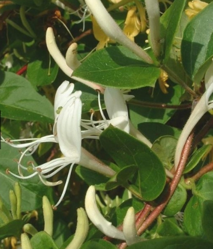 Hạt giống hoa Kim ngân