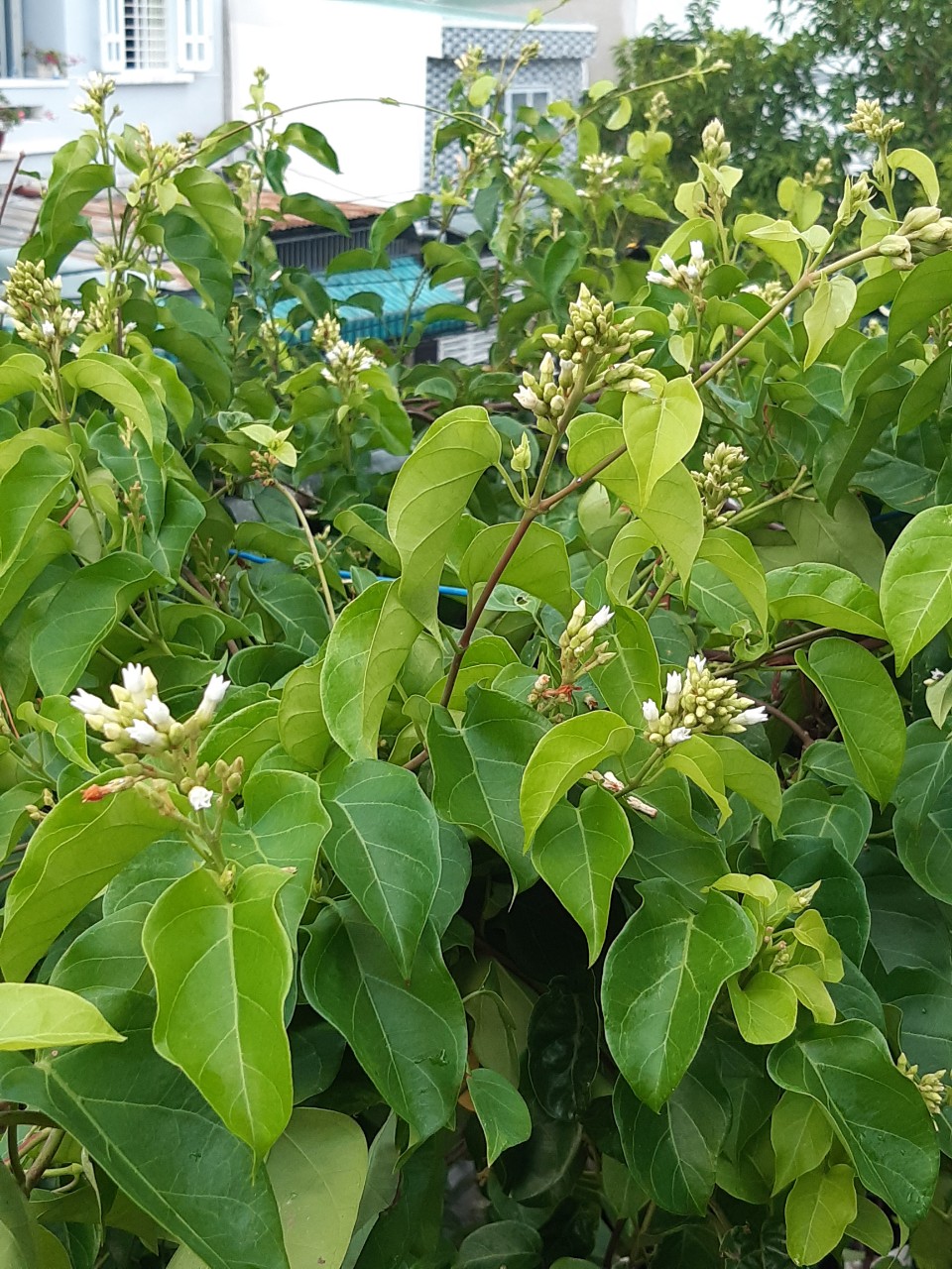 Hạt giống Lá Giang Rado 371 gói 5 hạt