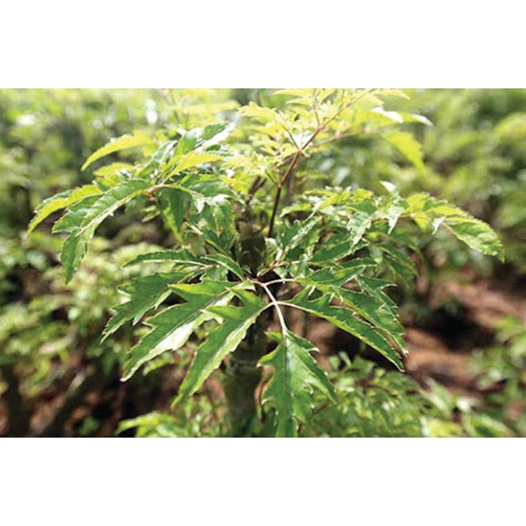 Cây giống đinh lăng lá nhỏ/ đinh lăng nếp - Polyscias fructicosa