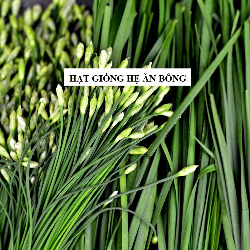 Hạt giống hẹ ăn bông cao sản - gói 2gram