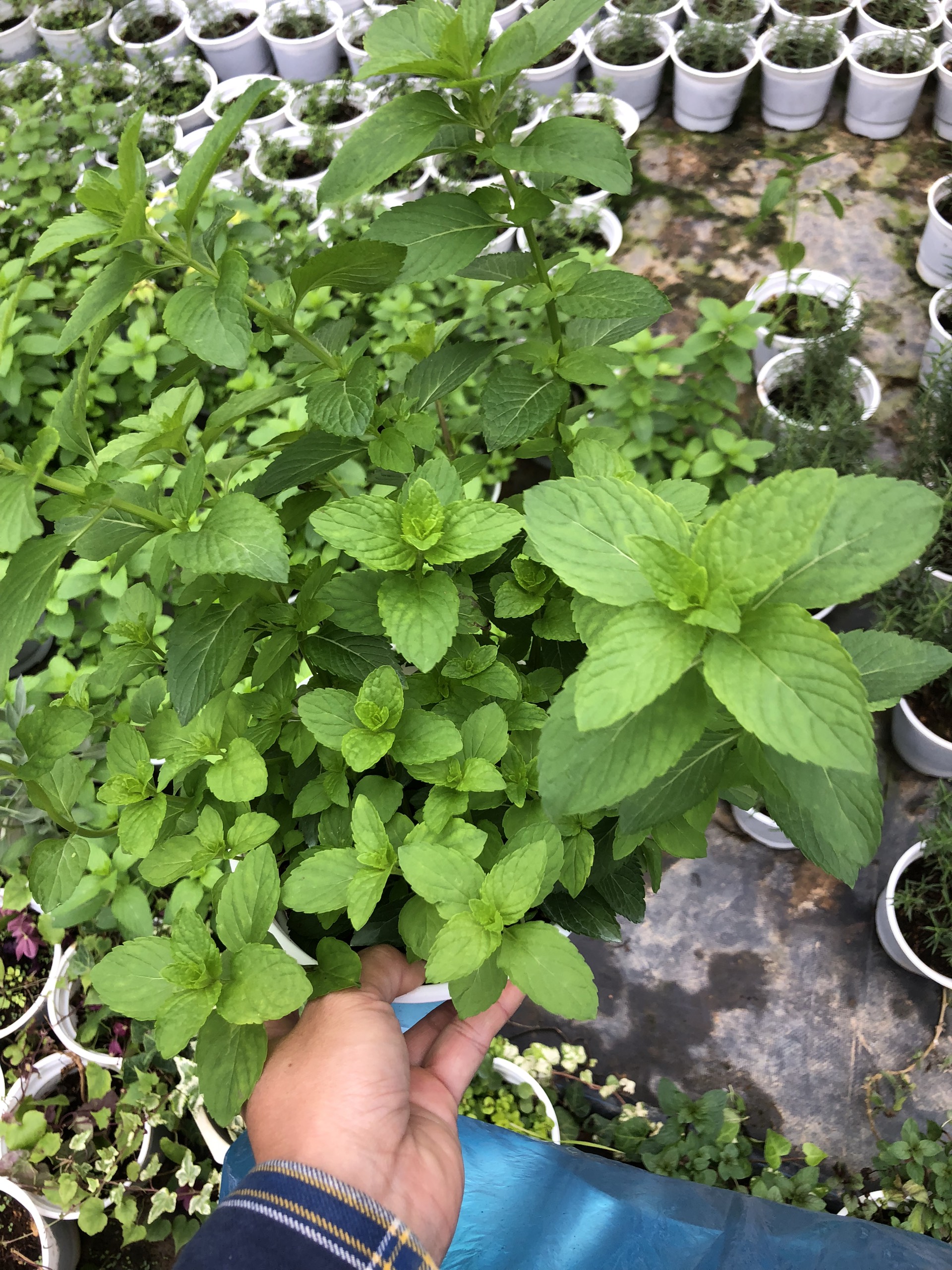 CÂY BẠC HÀ PEPPERMINT KHÔNG CHẬU