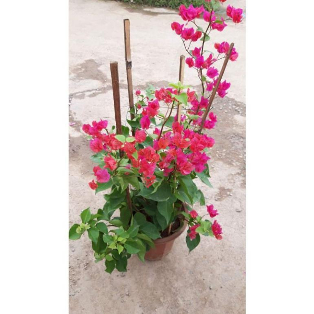 sản phẩm CÂY HOA GIẤY