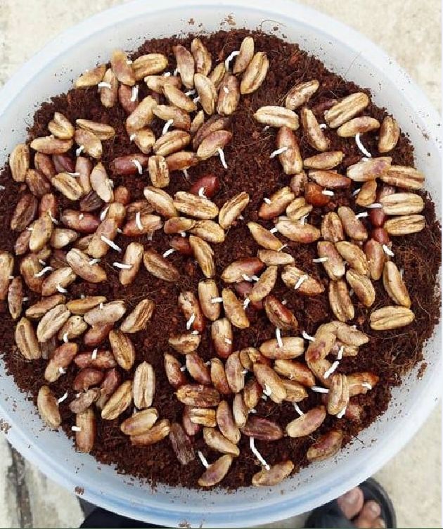 "Gói 10 "Hạt giống cây chà là Israel [Seeds]