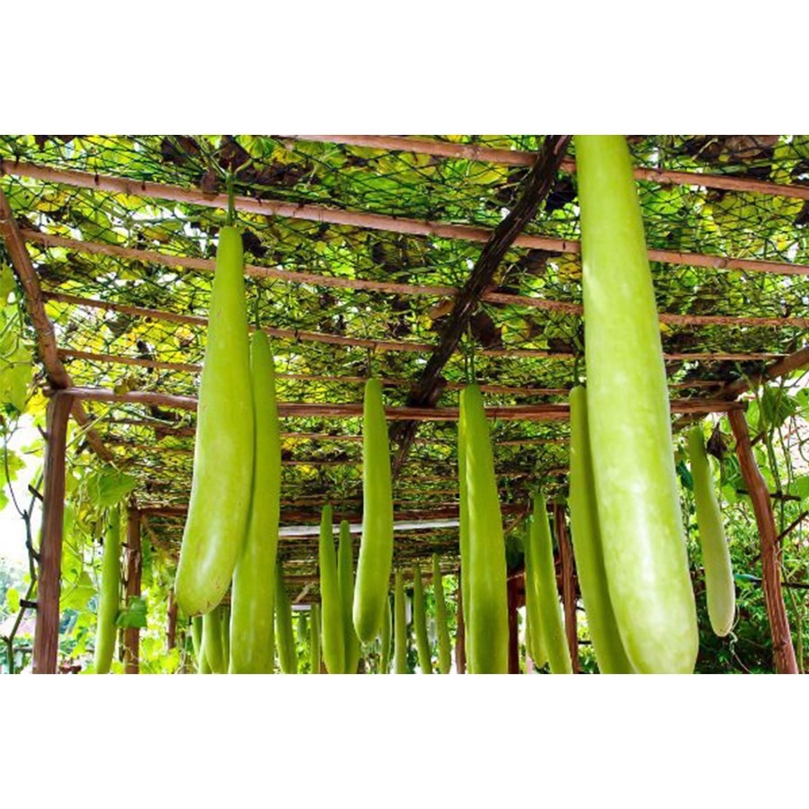 HẠT GIỐNG BẦU SAO – NẢY MẦM NHANH, DỄ TRỒNG, NĂNG SUẤT CAO