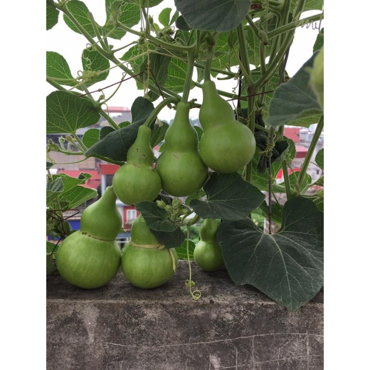 Hạt Giống Bầu Hồ Lô Cao Sản - 6 Hạt
