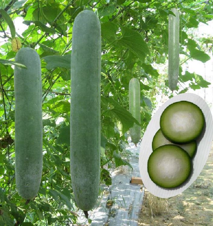 Hạt giống bí xanh dài  -Bí đao (bí sặt) – 2Gram ( 30 hạt )
