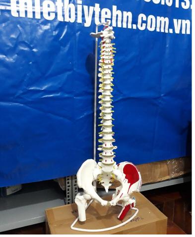 Mô hình xương cột sống , khung chậu 83cm