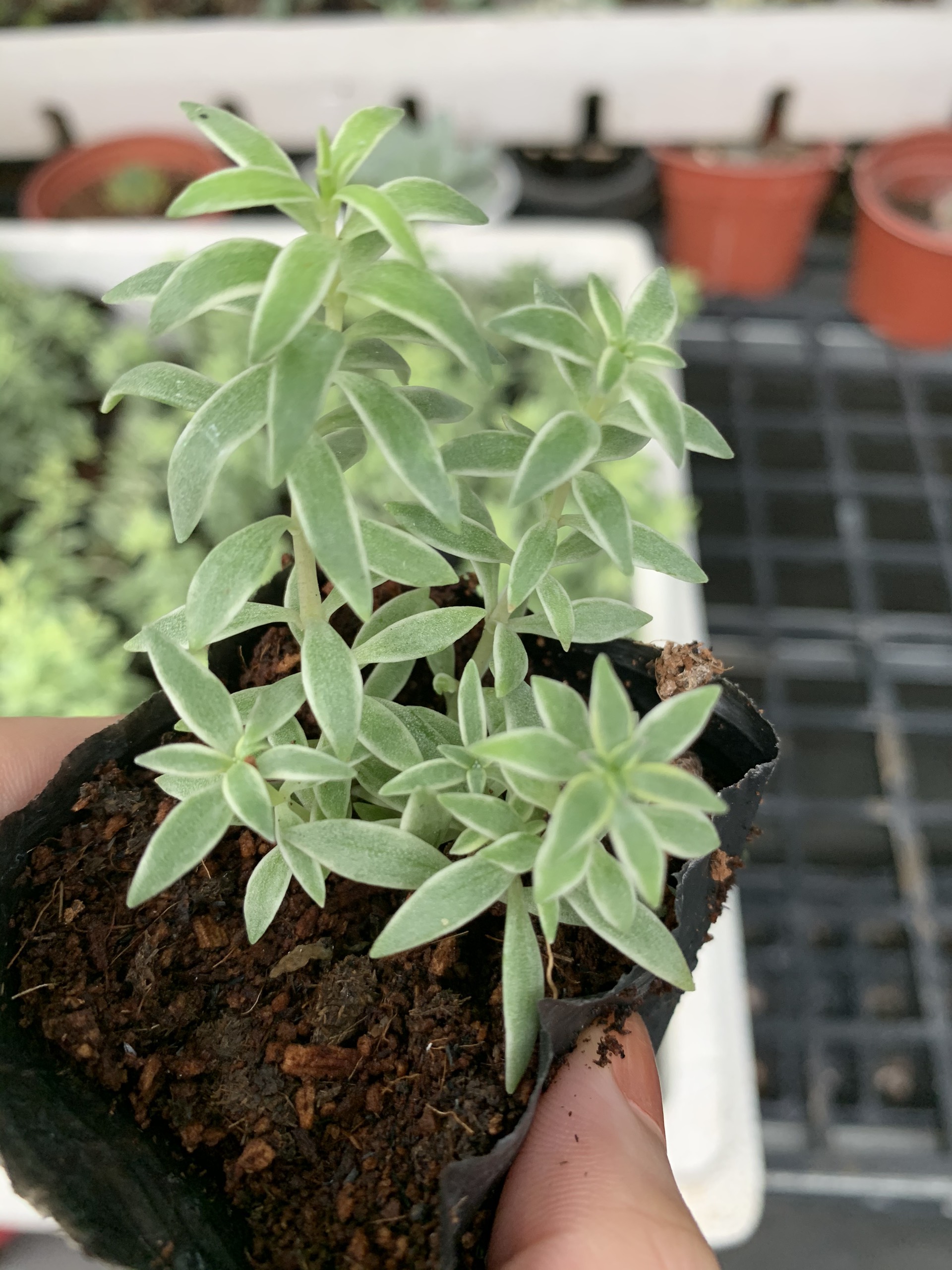 Sen đá Sedum Cỏ Trắng