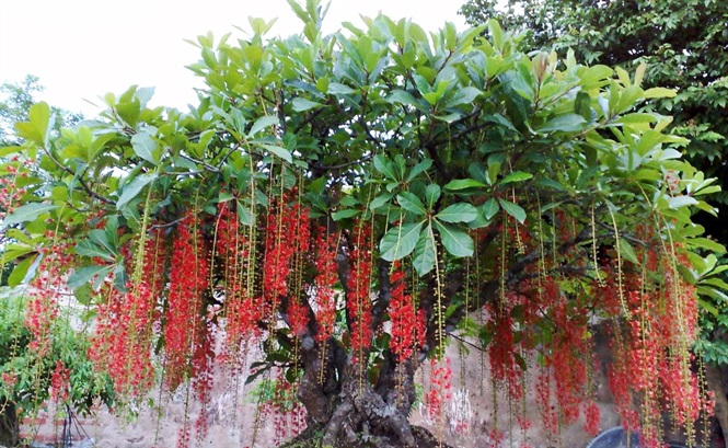 Hạt giống cây lộc vừng hoa đỏ
