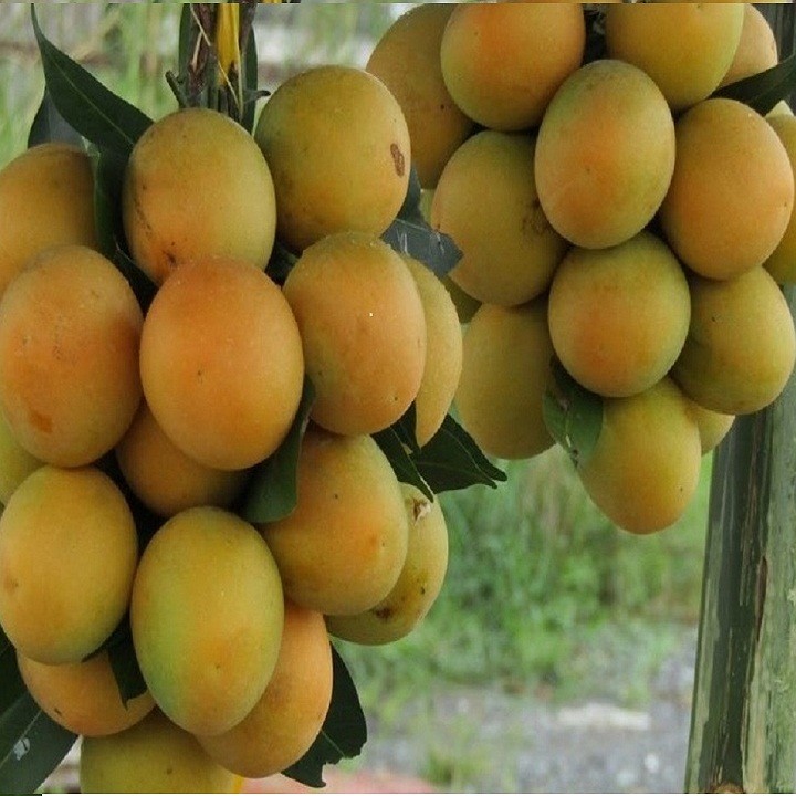 Cây giống Thanh trà ngọt - C087