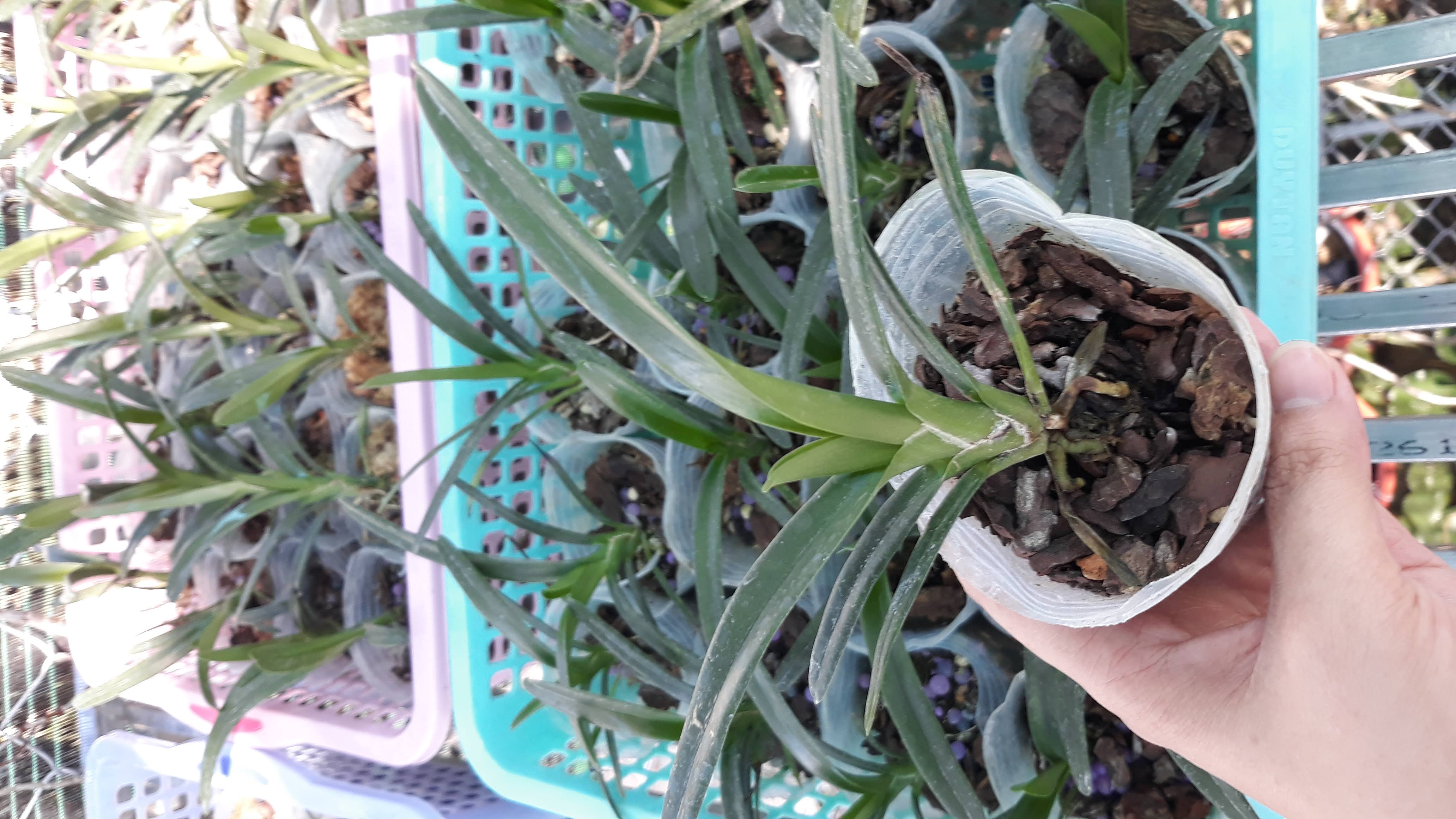 Hoa lan. Kiếm gieo hạt Trí x Huế. Hoa xổ số