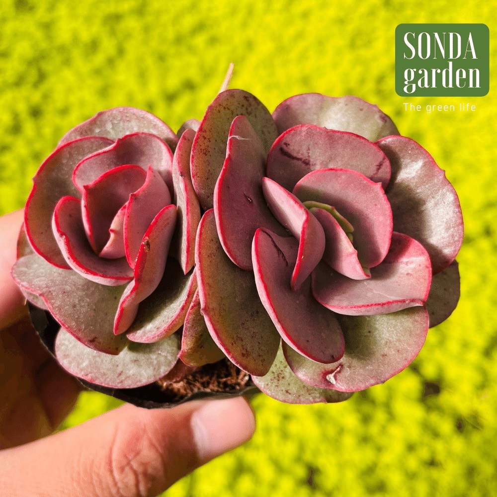 SEN ĐÁ SUYON SIZE BÉ SIÊU KHỎE ĐẸP LỖI 1 ĐỔI 1