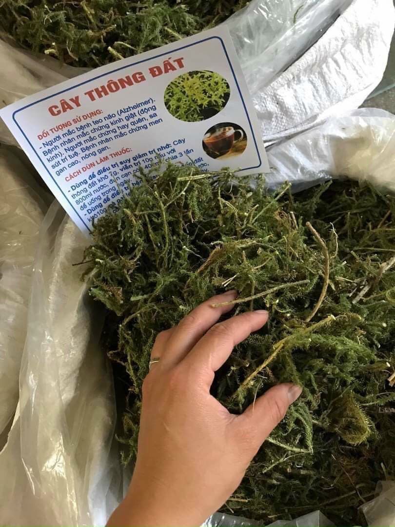 1kg cây thông đất