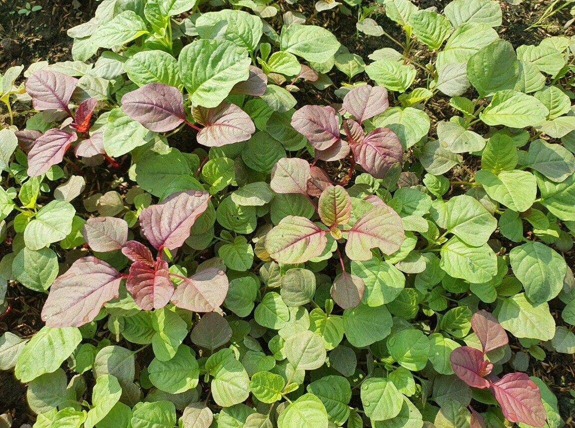 Hạt Giống Rau Dền 3 màu
