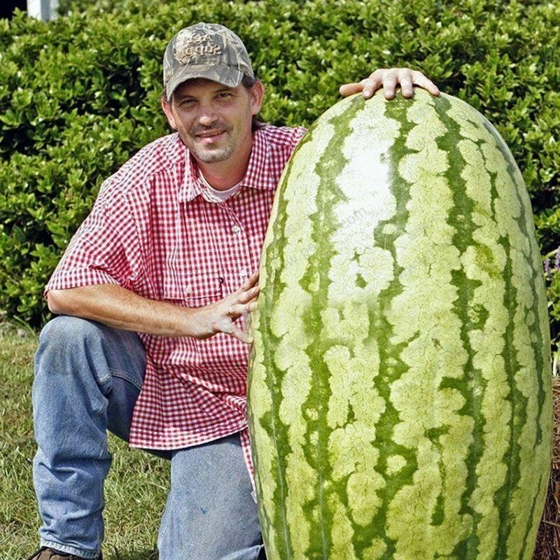 Giant Watermelon Seeds - Sale Off
