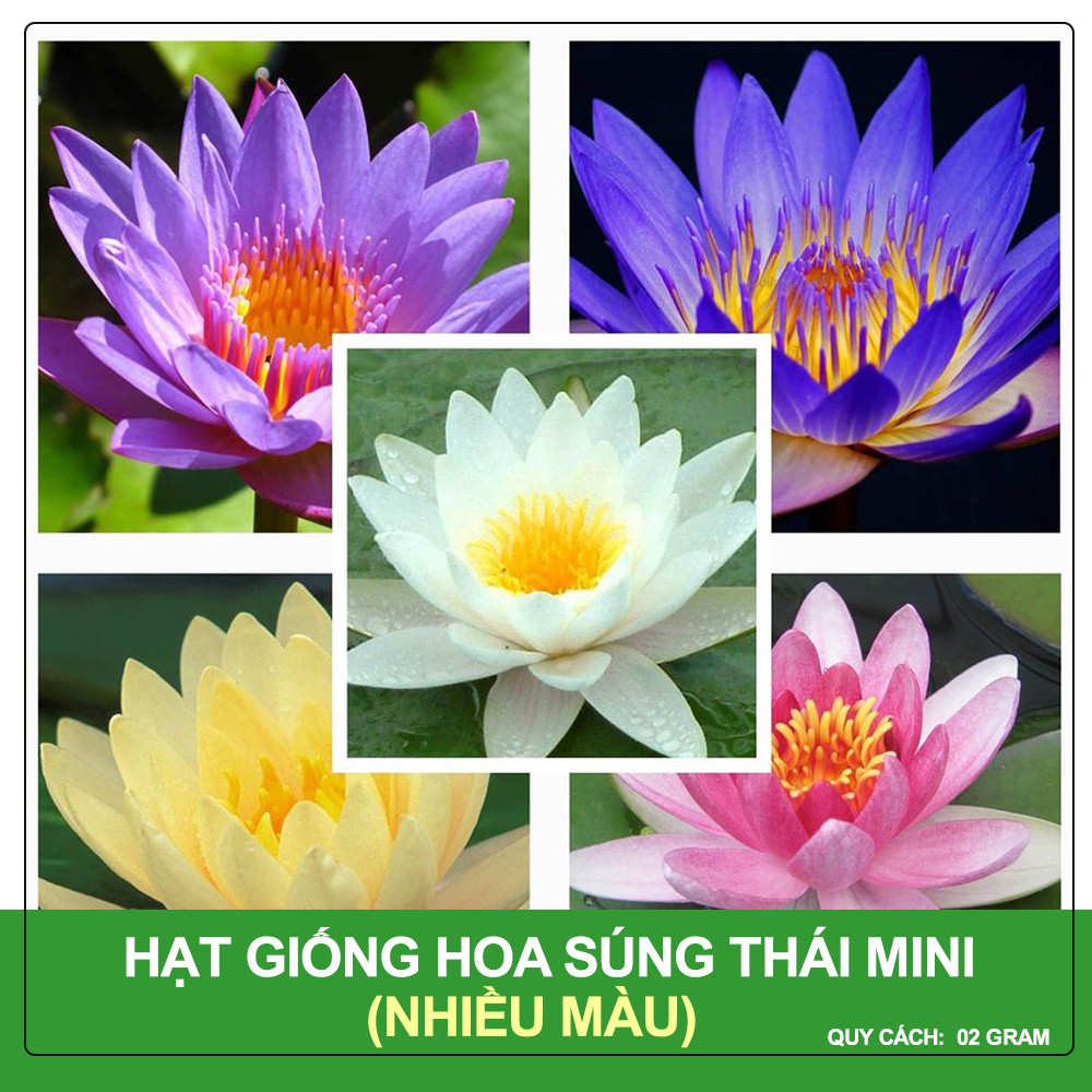 Hạt Giống Hoa Sen Mini Nhiều Màu, Nảy Mầm Nhanh, Dễ Trồng, Ra Nhiều Hoa, Hoa To Và Lâu Tàn Gói 2 Gram