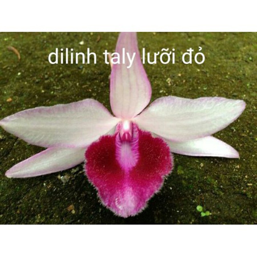 combo 2 cây giả hạc di linh taly lưỡi đỏ