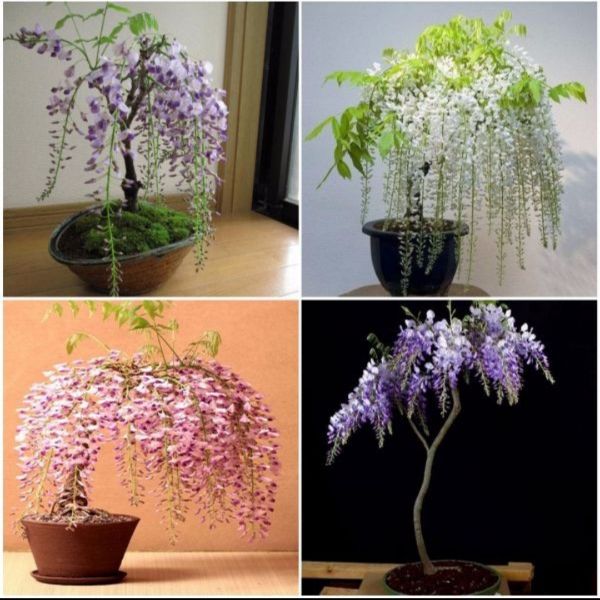 Hạt Giống Hoa Tử Đằng Mix 5 Hạt