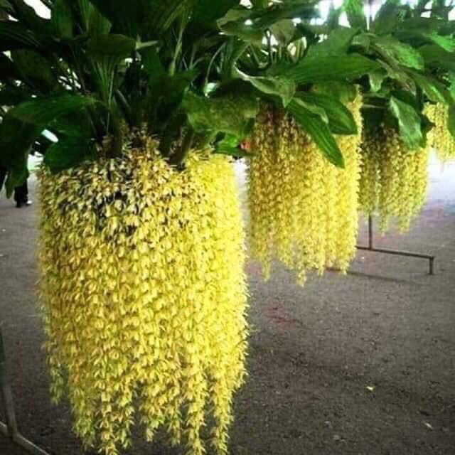 Indo Thanh Dac Orchids